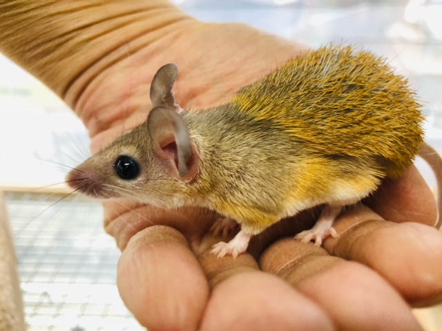 カイロトゲマウス