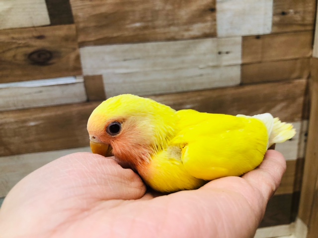 コザクラインコ（小桜インコ）