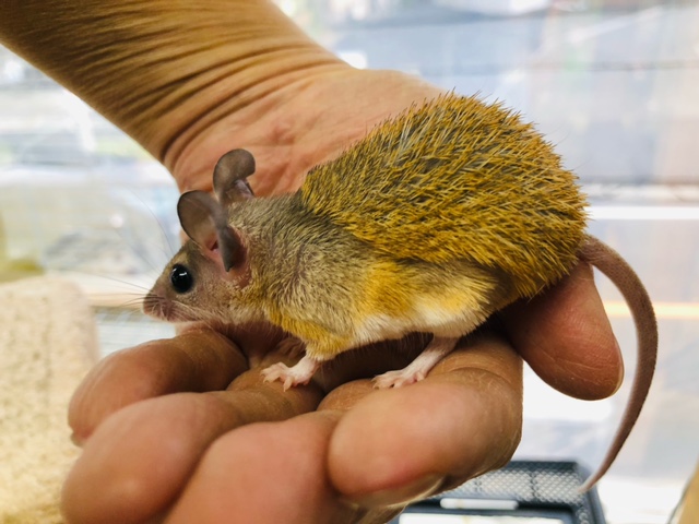 カイロトゲマウス