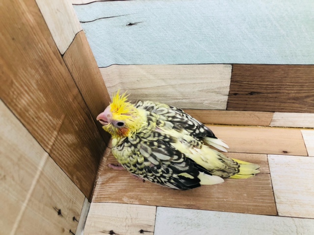 オカメインコ