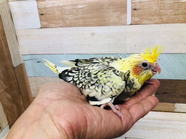 オカメインコ