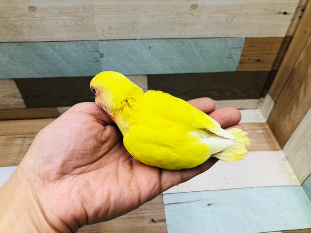 コザクラインコ（小桜インコ）