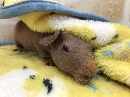 スキニーギニアピッグ