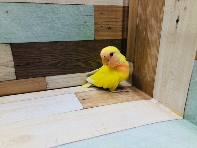 コザクラインコ（小桜インコ）