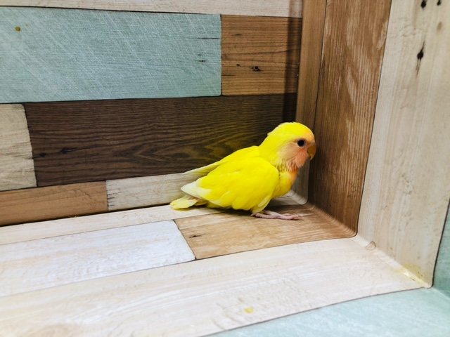 コザクラインコ（小桜インコ）