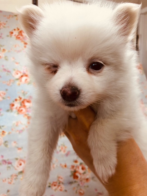 ポメチー（ポメチワ）