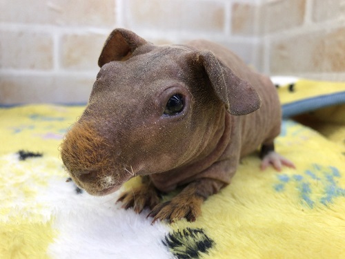 スキニーギニアピッグ