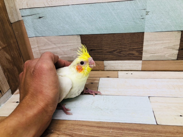 オカメインコ