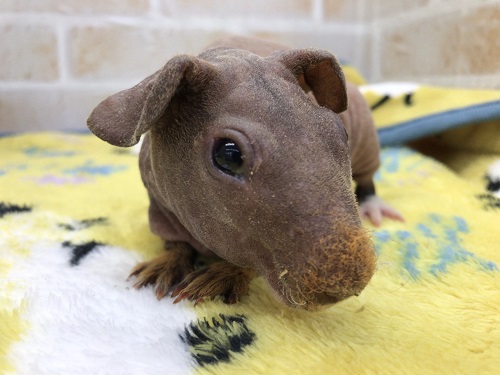 スキニーギニアピッグ