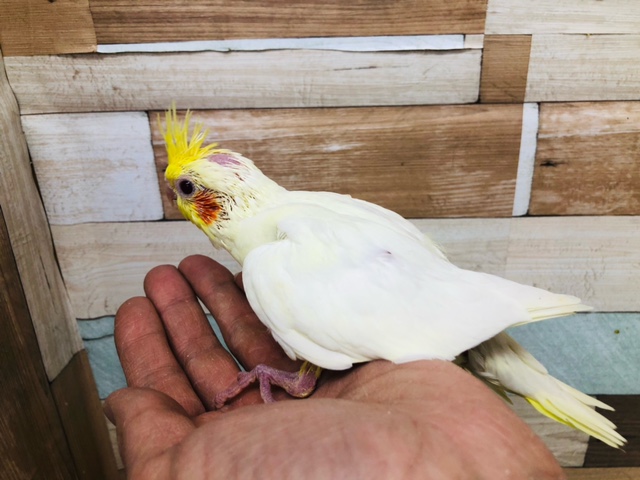 オカメインコ