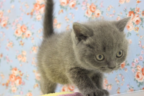 ブリティッシュショートヘア