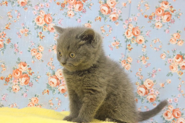 ブリティッシュショートヘア