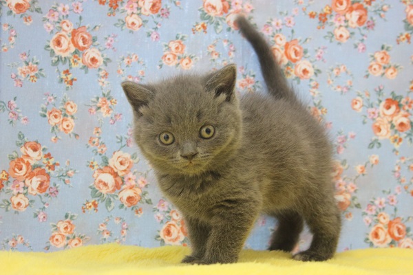 ブリティッシュショートヘア