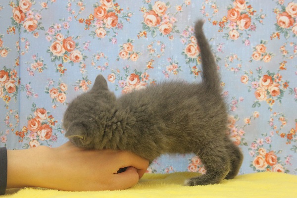 ブリティッシュショートヘア