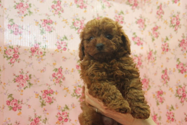 トイプードル