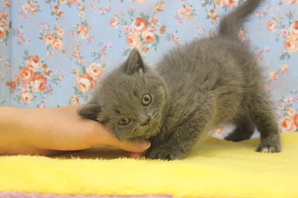 ブリティッシュショートヘア