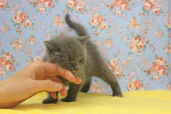 ブリティッシュショートヘア