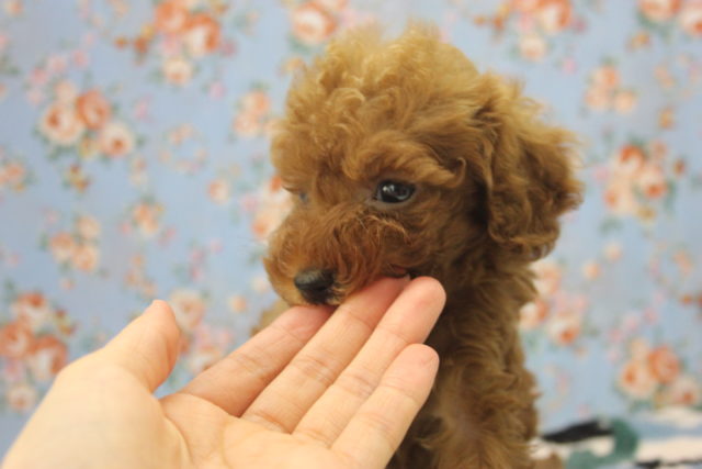 トイプードル