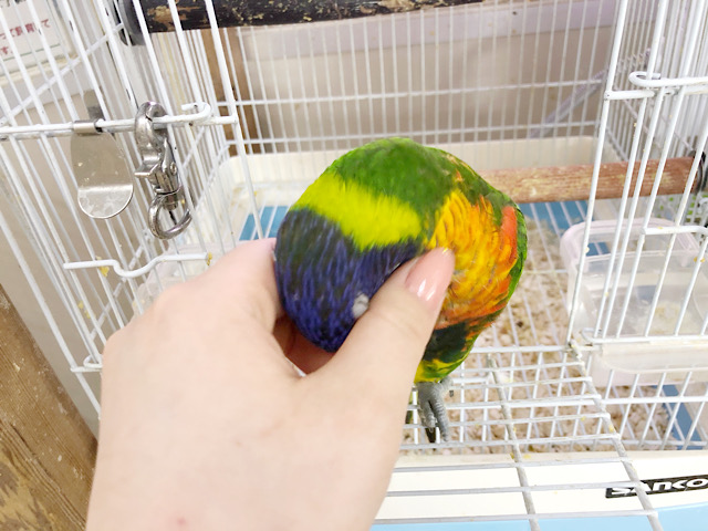 ゴシキセイガイインコ