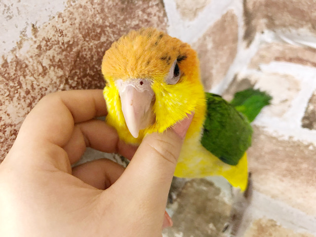 シロハラインコ