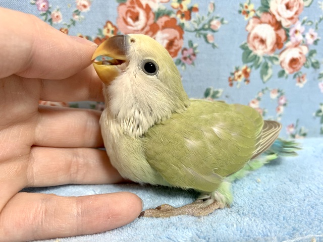コザクラインコ（小桜インコ）