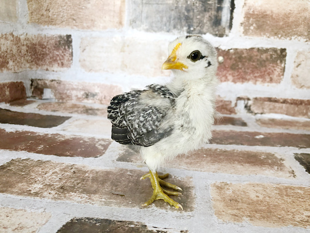 尾曳チャボ（オビキチャボ）