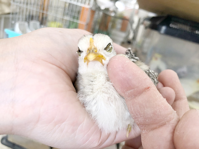 尾曳チャボ（オビキチャボ）