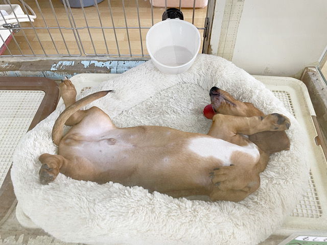 スタンダードダックス