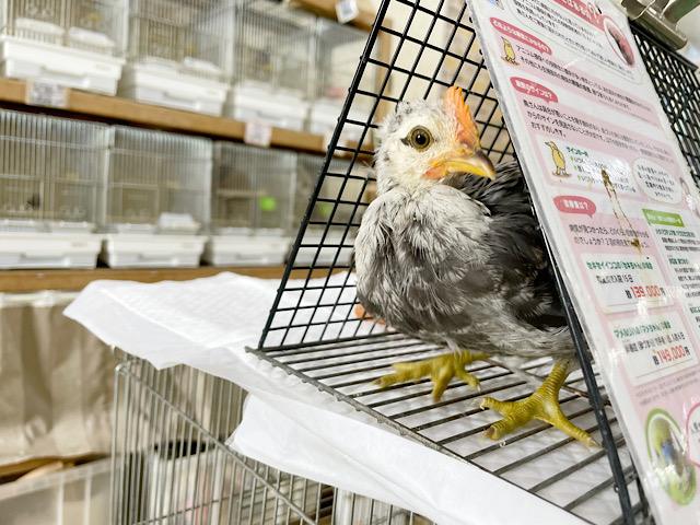 尾曳チャボ（オビキチャボ）