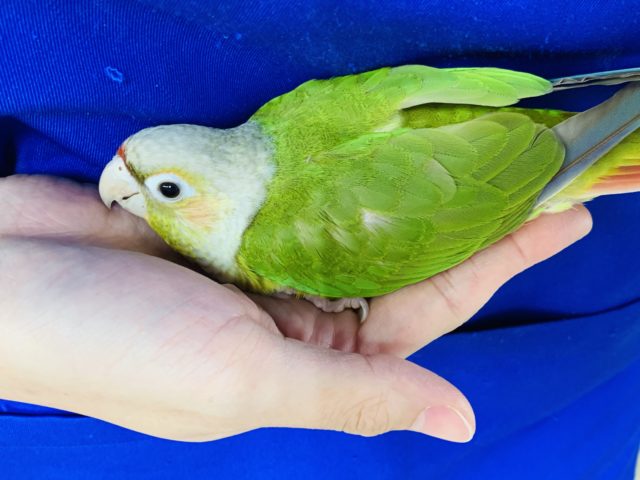 ホオミドリウロコインコ