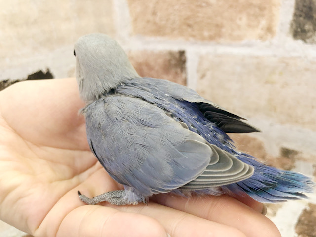 コザクラインコ（小桜インコ）