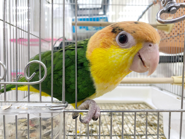 シロハラインコ