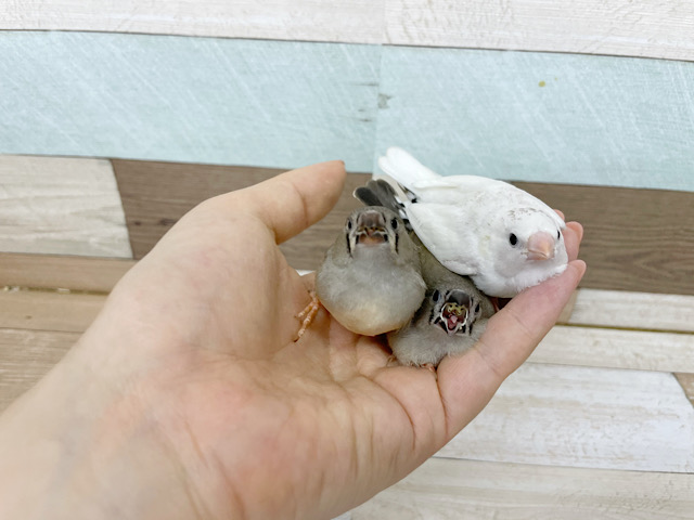 錦花鳥（キンカチョウ）