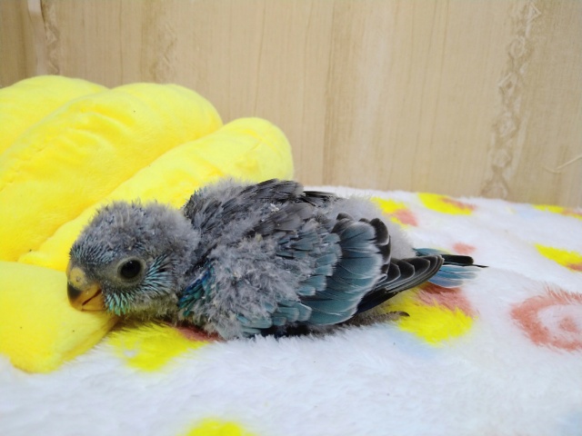 ビセイインコ（美声インコ）