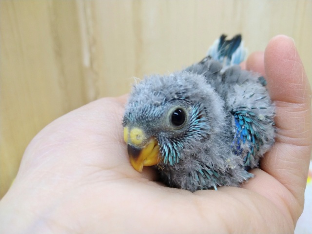 ビセイインコ（美声インコ）