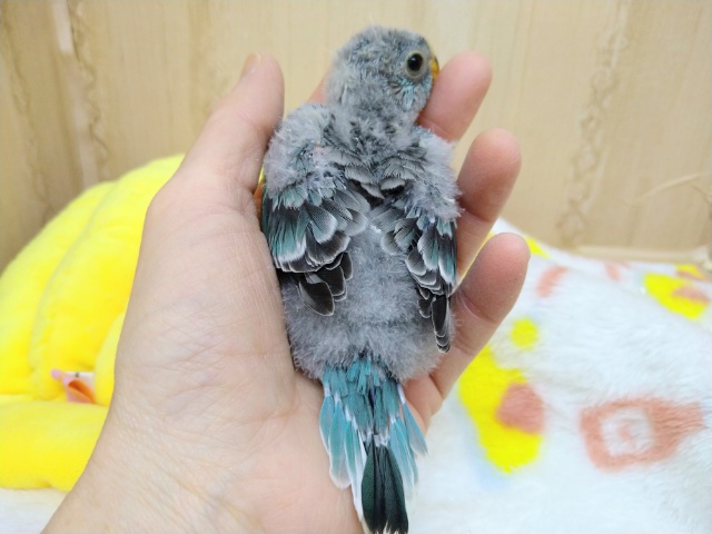 ビセイインコ（美声インコ）