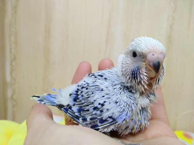 ジャンボセキセイインコ