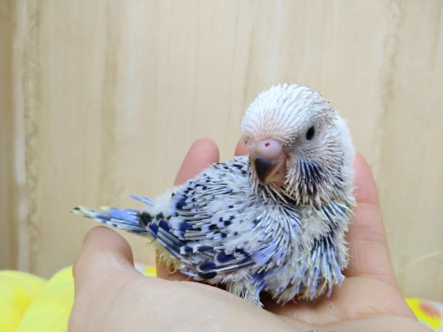 ジャンボセキセイインコ