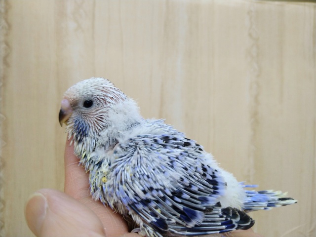 ジャンボセキセイインコ