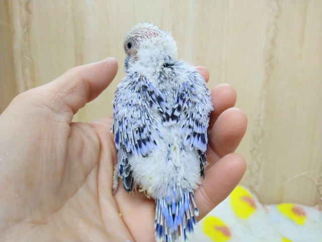 ジャンボセキセイインコ