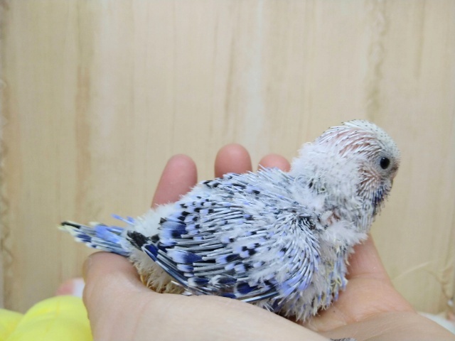 ジャンボセキセイインコ