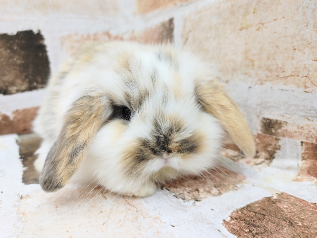 ロップイヤーラビット