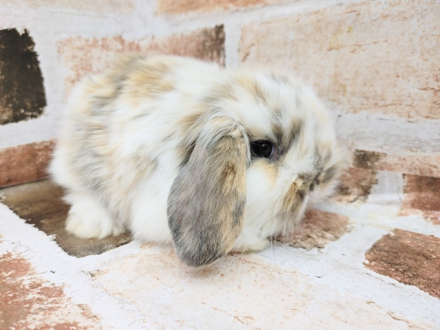 ロップイヤーラビット