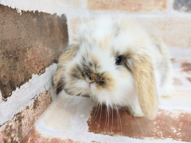 ロップイヤーラビット