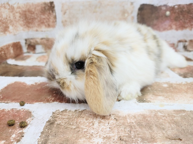 ロップイヤーラビット