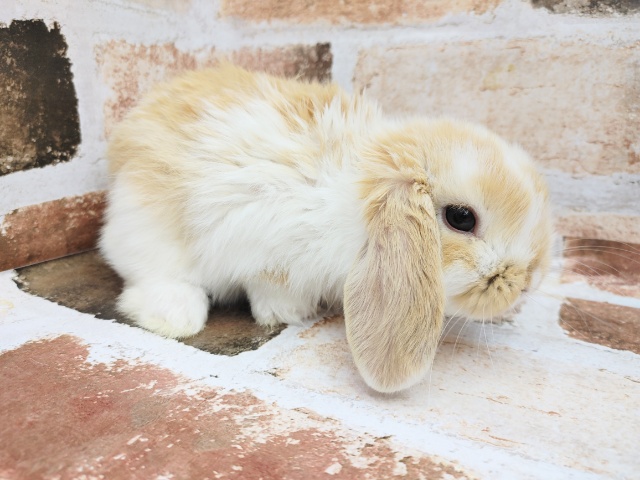 ロップイヤーラビット