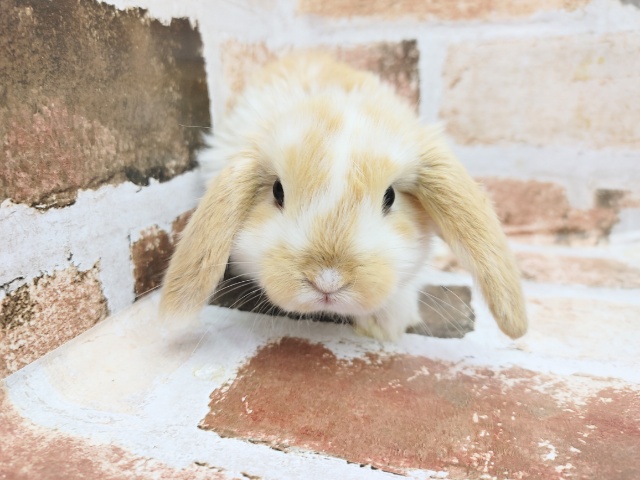 ロップイヤーラビット