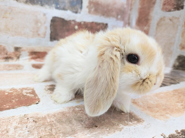 ロップイヤーラビット