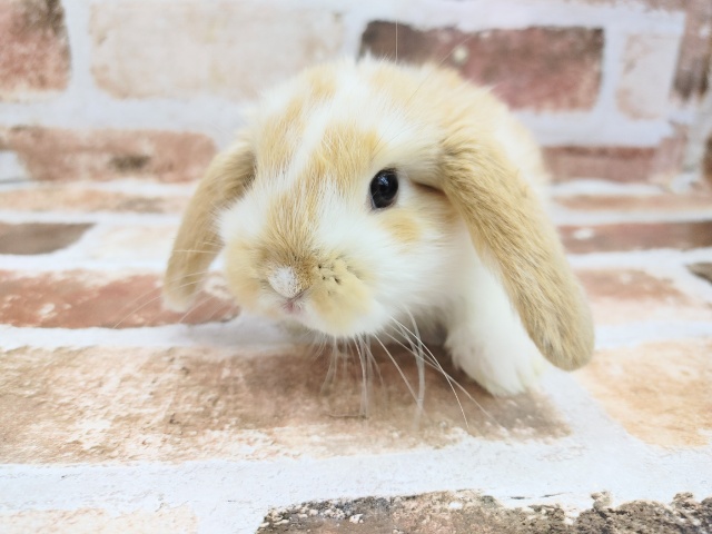 ロップイヤーラビット