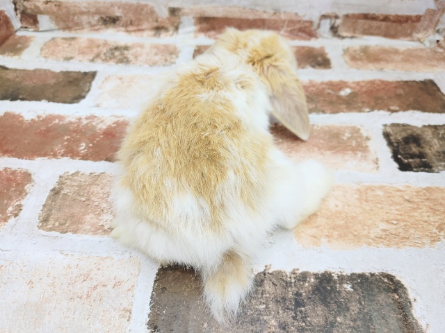 ロップイヤーラビット